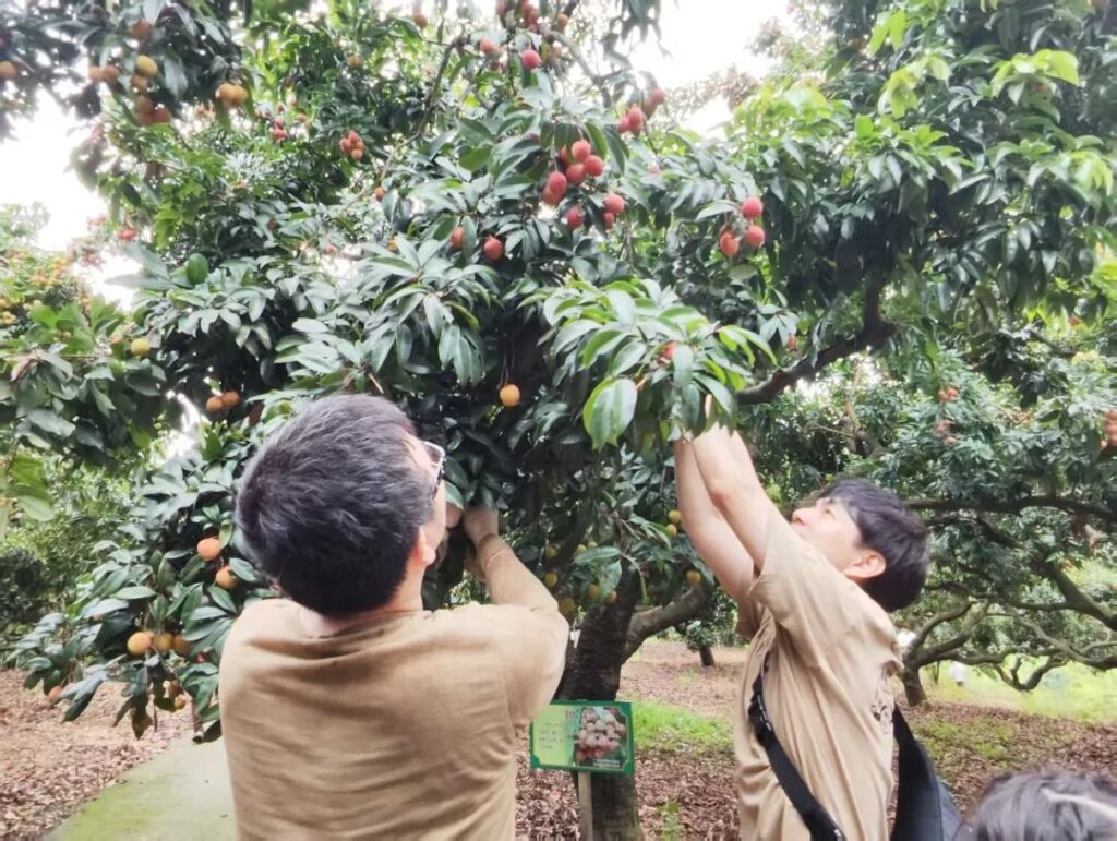 【友和集团】一年一度的荔枝采摘丰收祭圆满落幕,现场满是欢声笑语! - 友和生活 - 中国の日系企業向け賃貸物件・マンション・ホテルなら